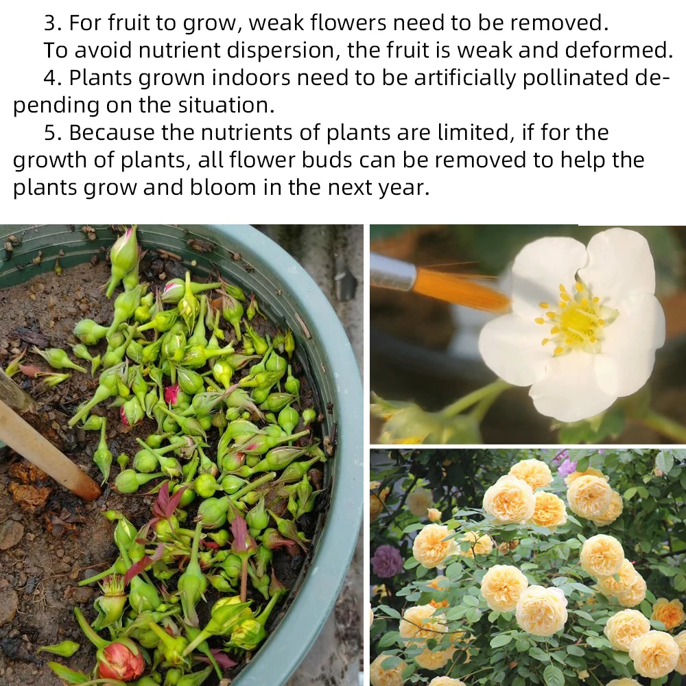 100g Bottled Professional Flower Water-Soluble Fertilizers High Phosphorus ( P ) Plant Food NPK For More Flowers & Fruits