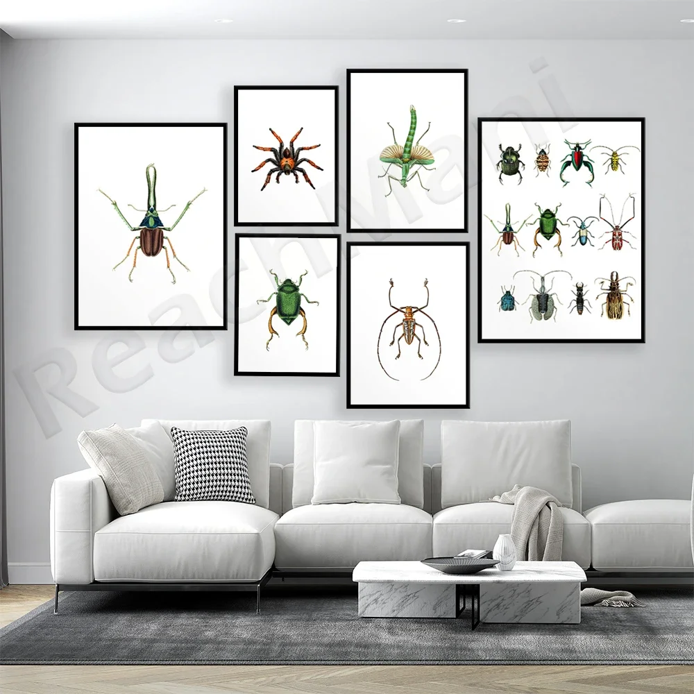 Insect printing, dragonfly, spider, beetle art print, taxidermy poster, colorful, bright, insect decoration printing poster
