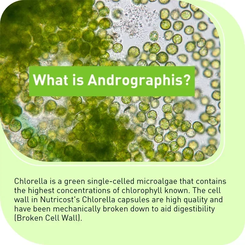 مستخلص كلوريلا - يعزز تنظيف وإصلاح الكبد، ومضادات الأكسدة، ويحسن الهضم، ويدعم صحة القلب والأوعية الدموية #4