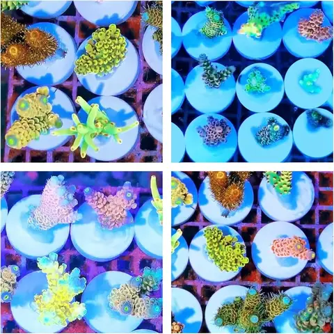 सिरेमिक सफेद कोरलीन कोरल फ्रैग प्लग कोरल फ्रैग बेस गोल 20 पीस 8 best sales मूंगा टुकड़ा - №8