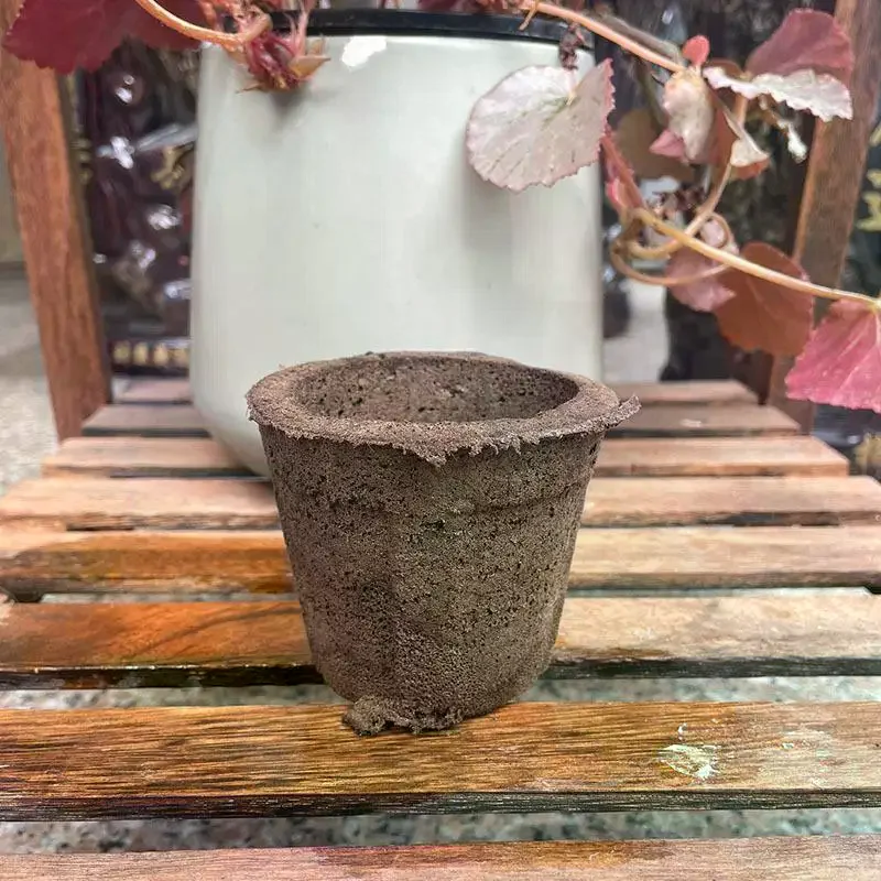 Soil For Butterfly Orchids Pre - Air Plant Tillandsia ulasan dan harga