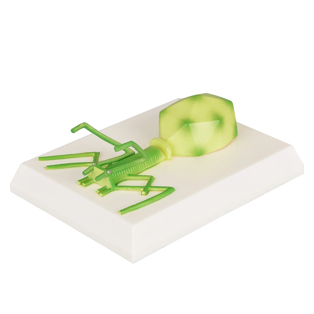 

PVC Bacteriophage Model Exquisite Biology Teaching Instruments Teaching Models for Schools, Virus Models