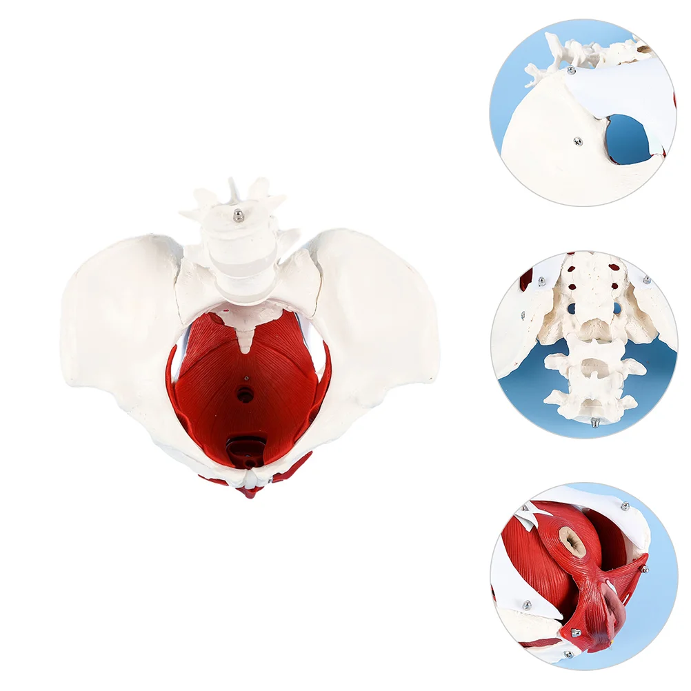 Model Medical Teaching Aid Pelvic Muscle Anatomical Display Pelvis for Learning Female PVC