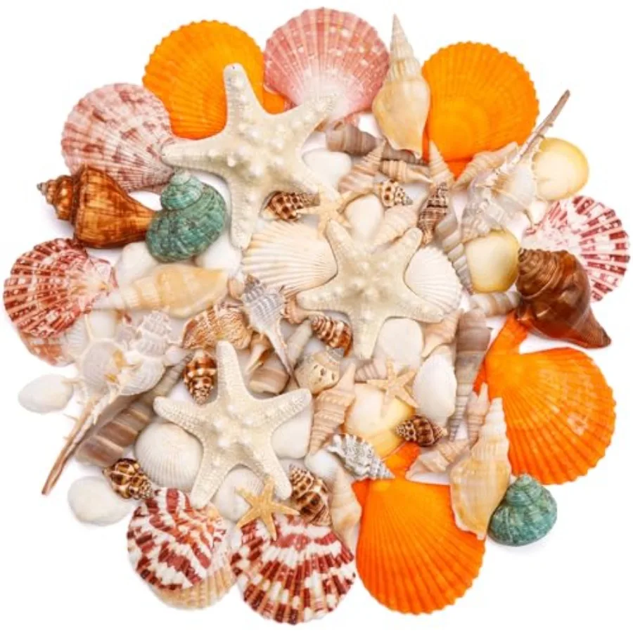 

MORFEN Sea Shells Mixed Ocean Seashells Various Sizes Ocean Seashells and tural Starfish tural Sea Shell for Crafts Fish Tank V