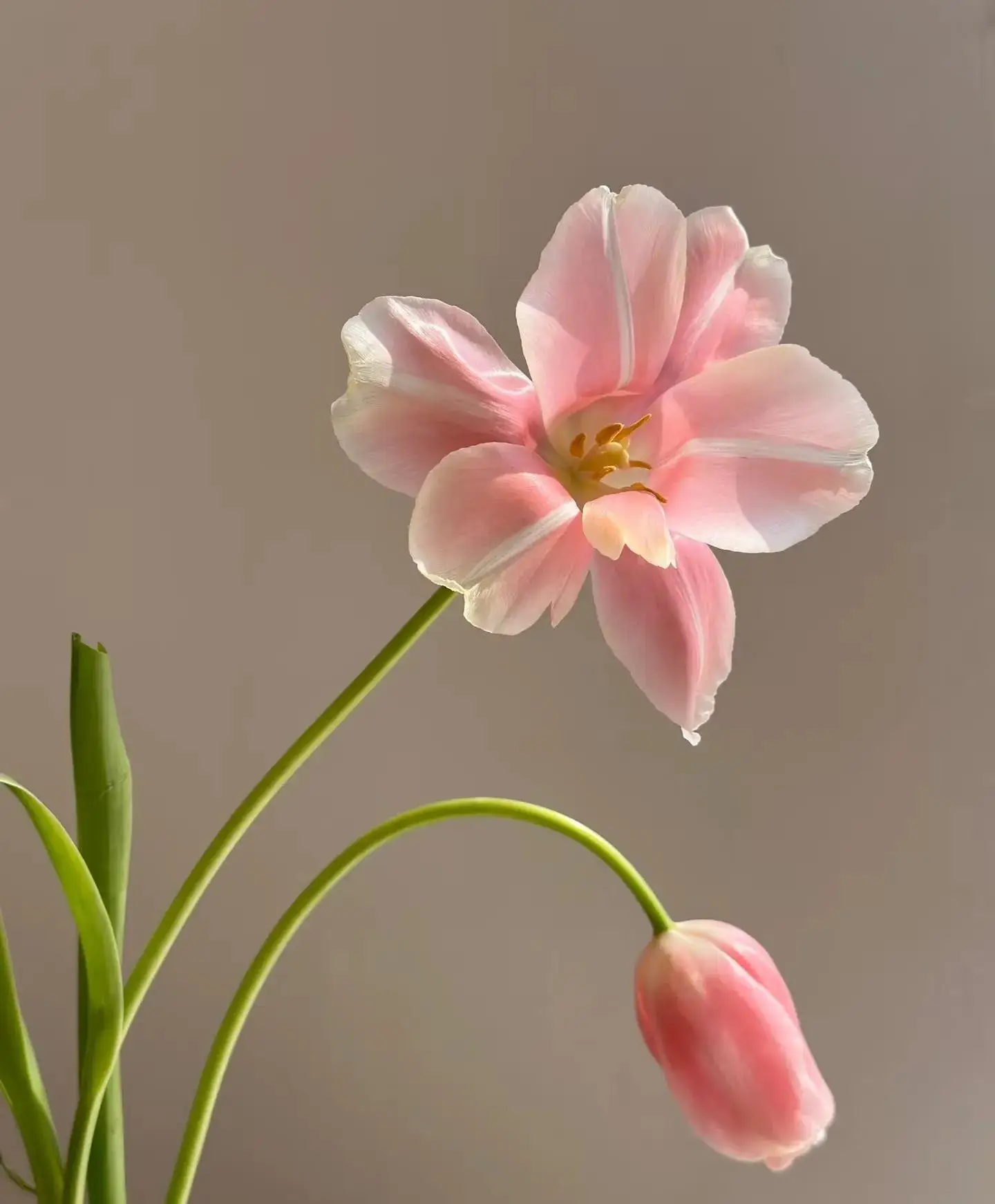 Android 13 For Cadi…