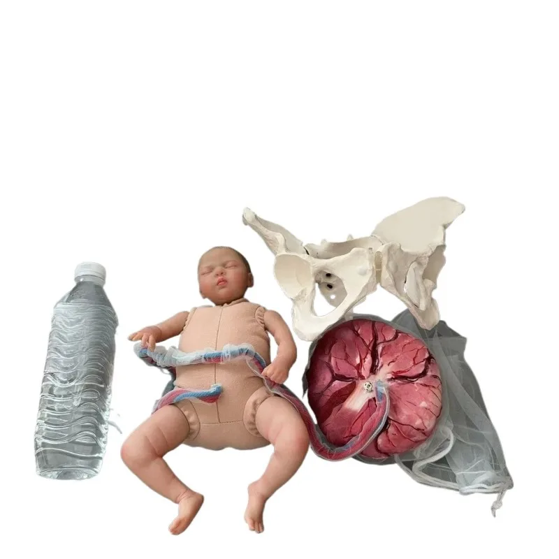 Human Female Pelvic Delivery Model with Infant Umbilical Cord Placenta Pelvic Anatomy Model Delivery Teaching Demonstration