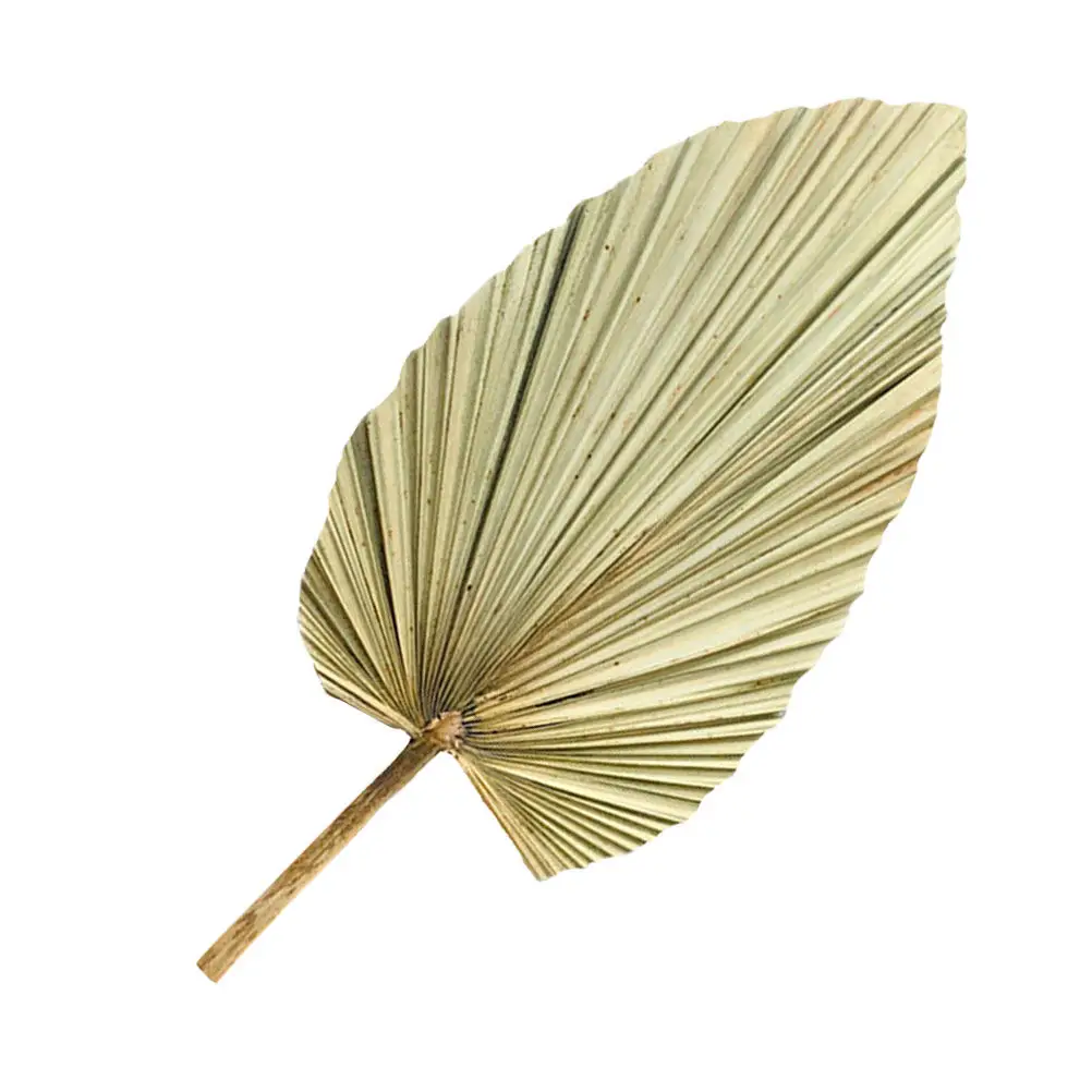 1 Pieza de Hoja de Palma Seca Natural, Color Verde Oliva, Hoja Decorativa para Bodas, Fiestas, Hogar, Sala de Estar, Planta de Color Natural Fresco