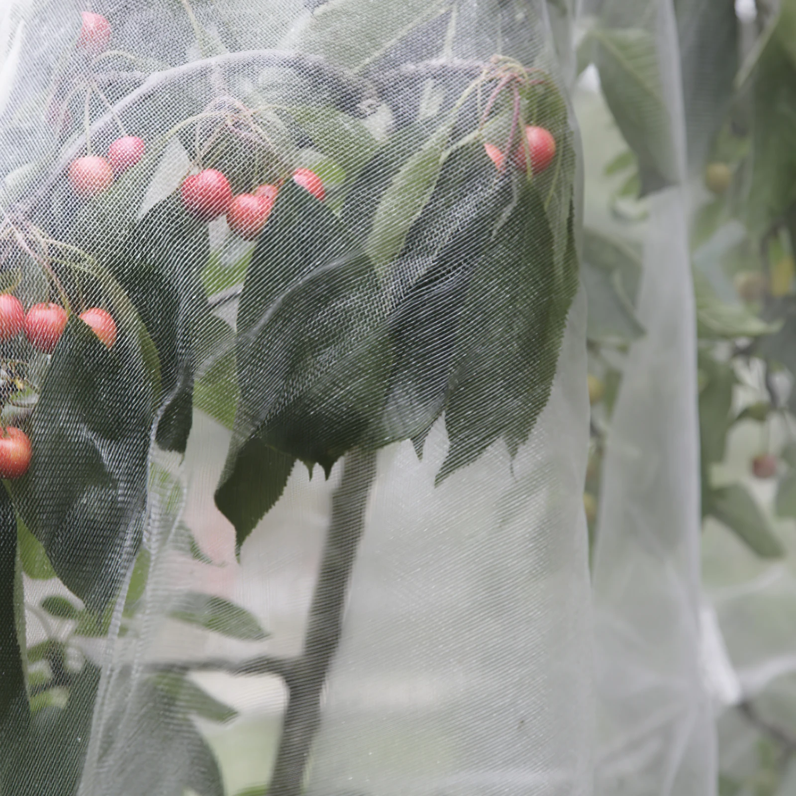 

2M X 10M Garden Mesh Netting for Plant Protection Strong Bird Preventing Net Uv Resistant Lightweight Cover for Vegetable Bed