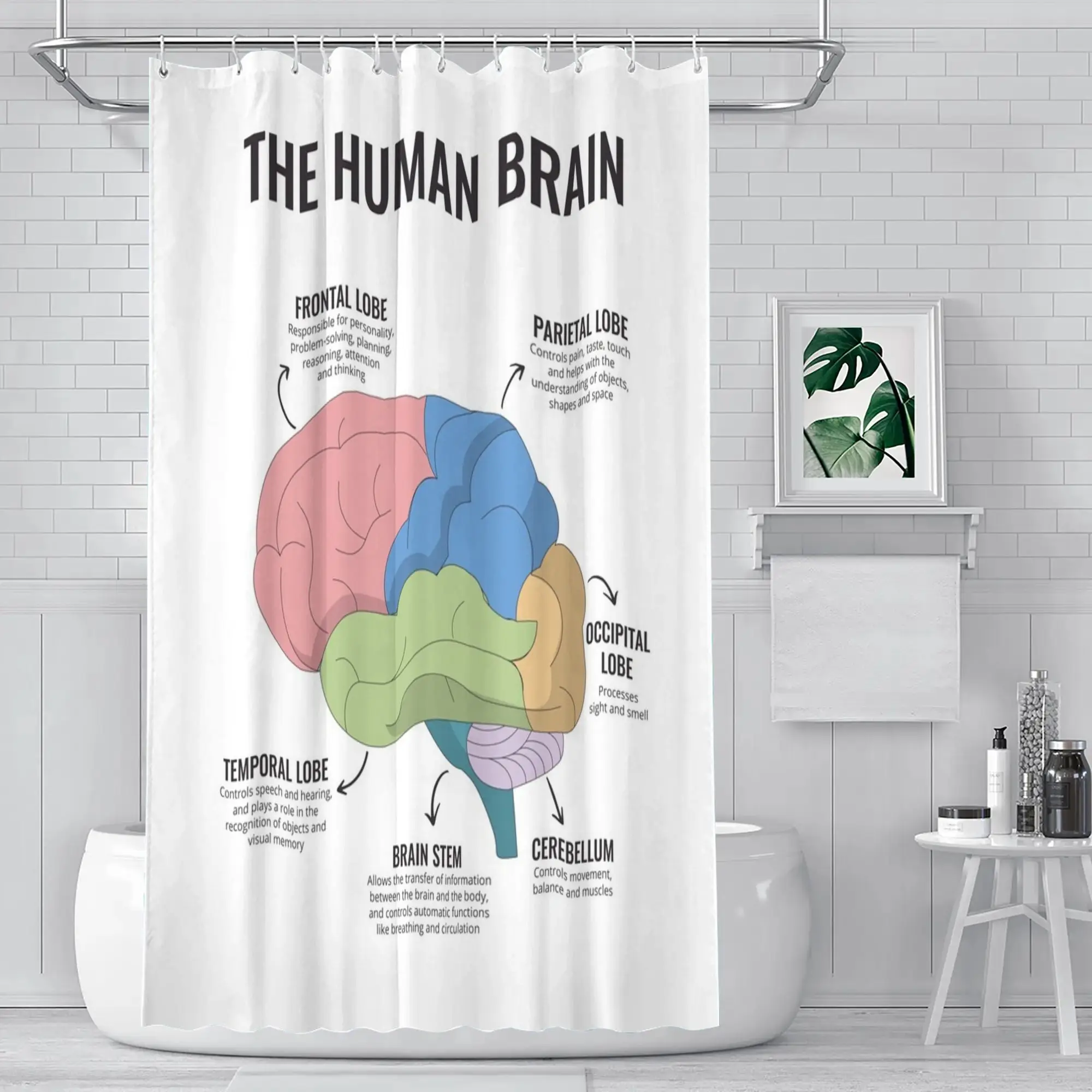 

Shower Curtain Human Brain Anatomy Educational Printed Waterproof Bathroom Decor for Therapy Office