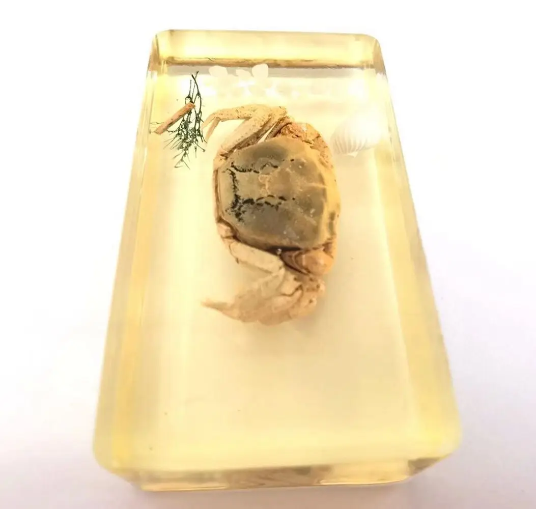 

2 pcs fashion paperweight cool insect crab grass jewelry