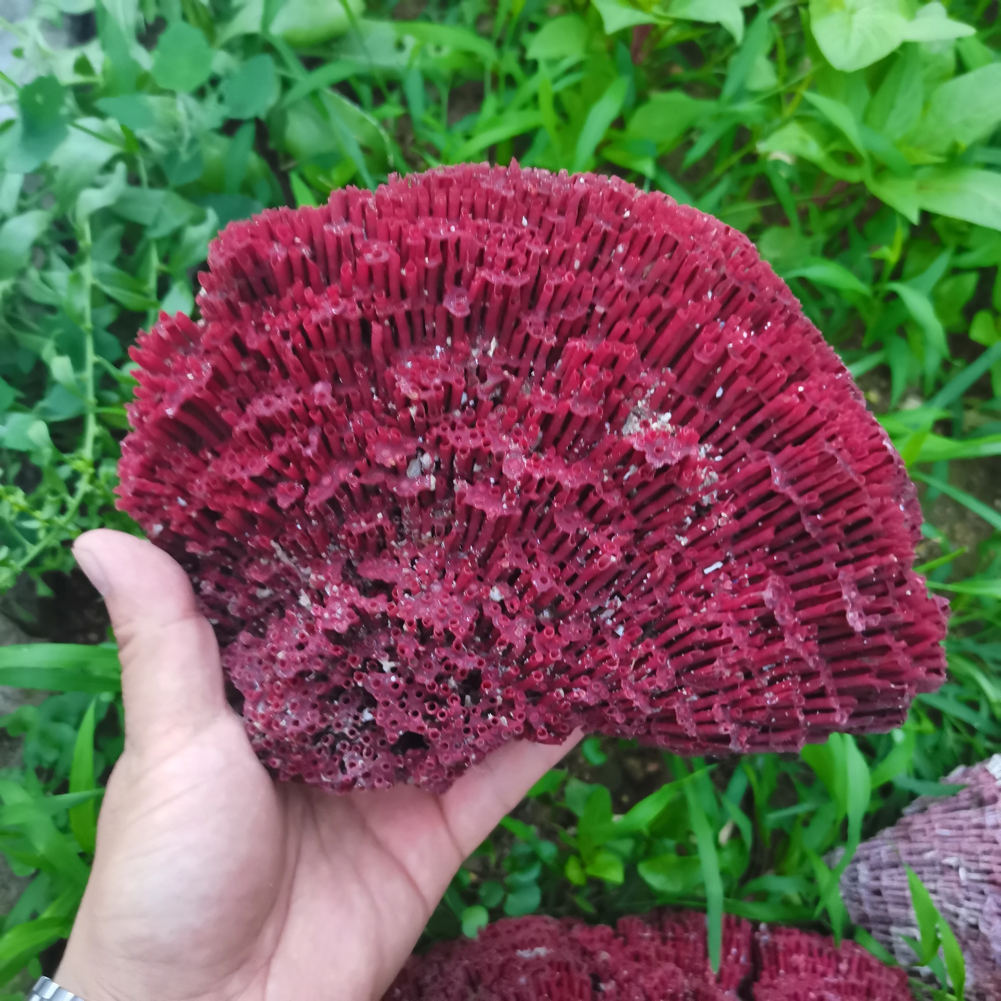 Big Natural Coral Tree Sea Red Coralline Plant Antipathes Flowerpot Aquatic Animal Landscaping Furnishing Ornaments Home Decor