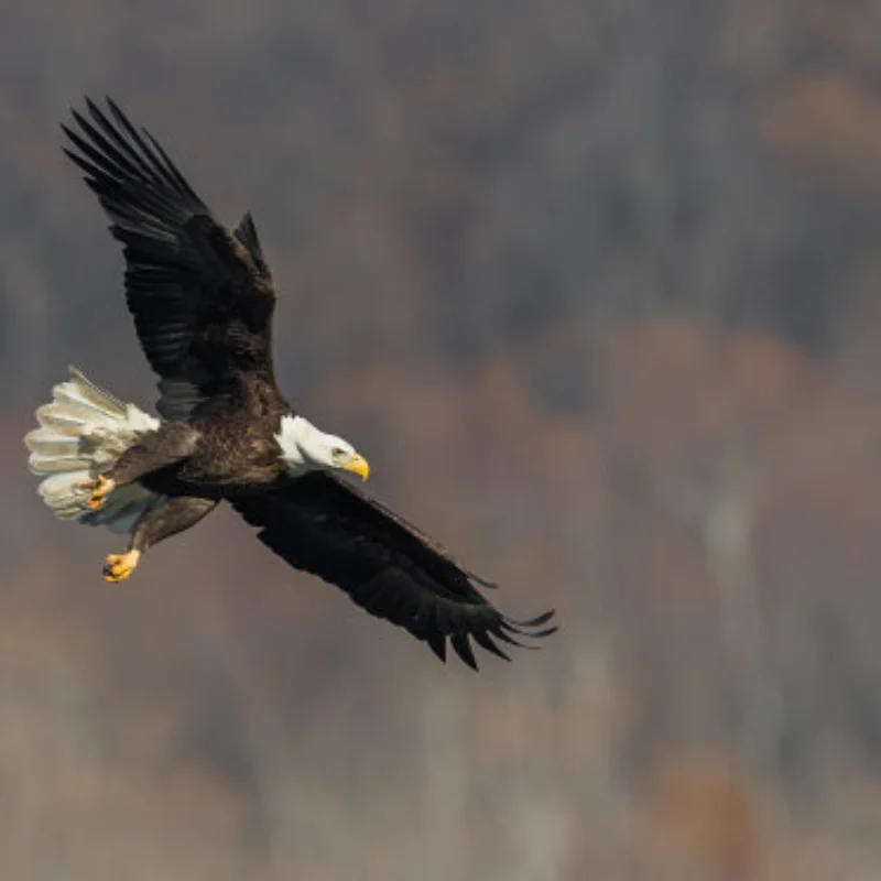 

59ml 10WT~160WT Shock Absorber Oil Differential Oil Lubricant for RC Remote Control Model Crawler Car Buggy Truck