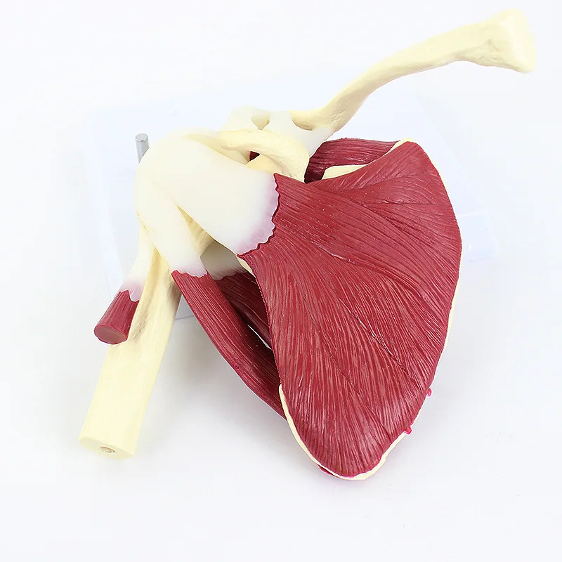 Human Shoulder Joint Muscle Group Model Rotator Cuff Structure Skeleton Teaching Display Model