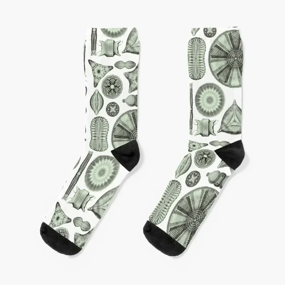 Ernst Haeckel Diatoms Olive Green Socks funny gift valentine gift ideas Stockings compression Sports Women's Socks Men's