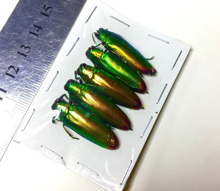 Insect Specimen of Real Beetle, Cognition, Animal, Optional Spade, Beetle, Teaching, Research, Education, Photography Props