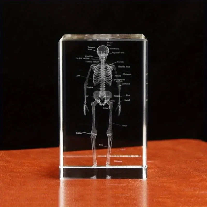 Crystal Skeleton Cube Model 3D Laser Engraved Human Anatomical Statue Paperweight Anatomy Mind Neurology Medical Science Gift