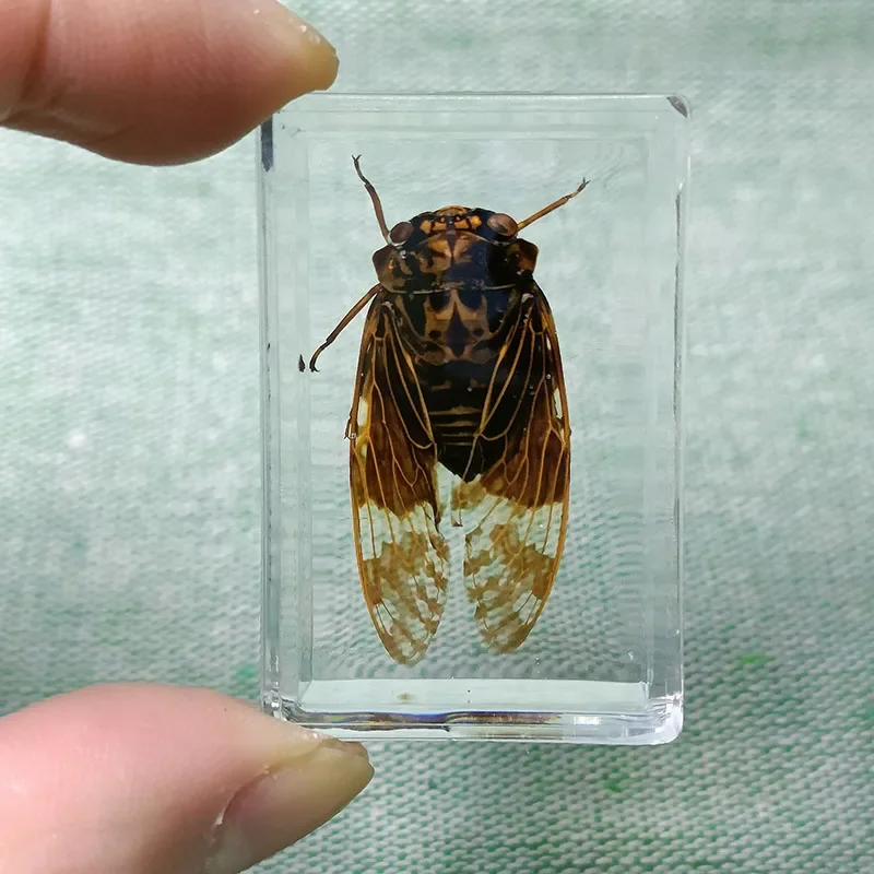 Real Insect Specimens Are Wrapped In Resin Desktop Decoration Insects Teaching Children\'s Gifts Biology Class Props 1pcs/4.3cm