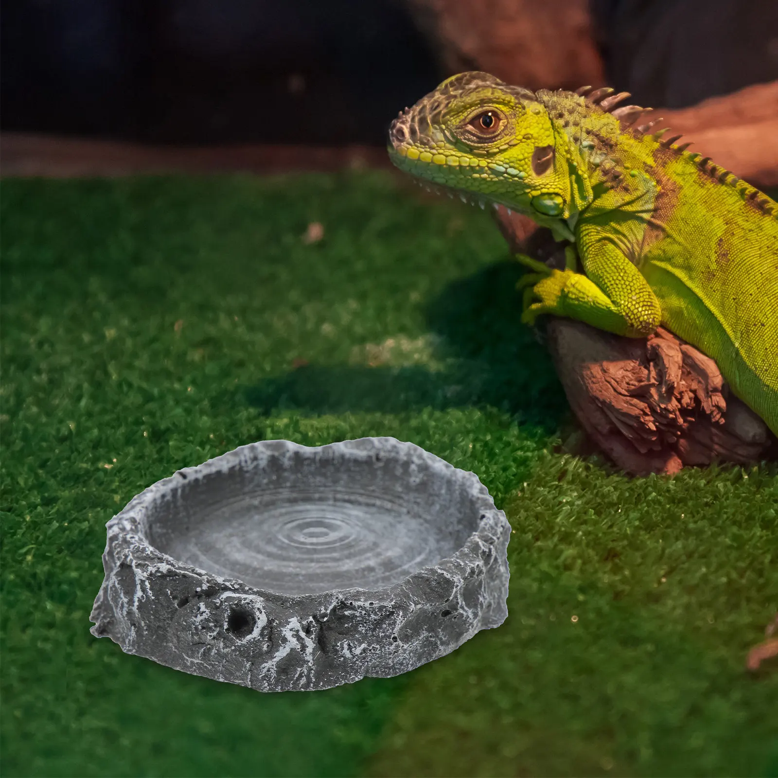 وعاء ماء للزواحف من الراتنج بن - مراجعة Water Dish Reptile وسعره
