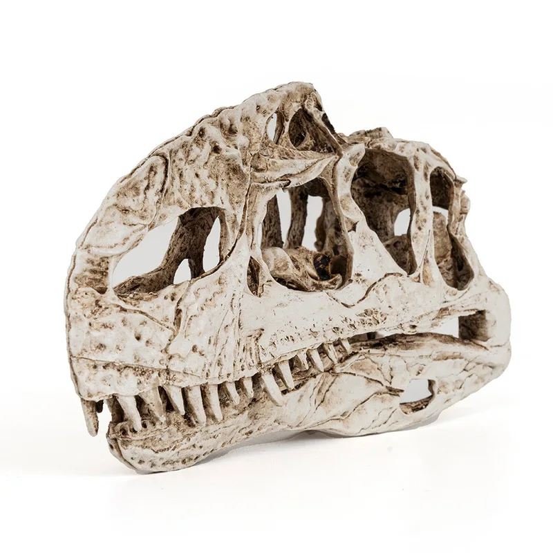 model, resin craft, single-spine dinosaur , skeleton for research and reference, animal skull