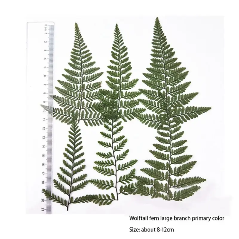 ABJS 60Pcs Dried Green Fern Herbarium for DIY Jewelry Postcard Invitation Card Phone Case Pennisetum Leaves