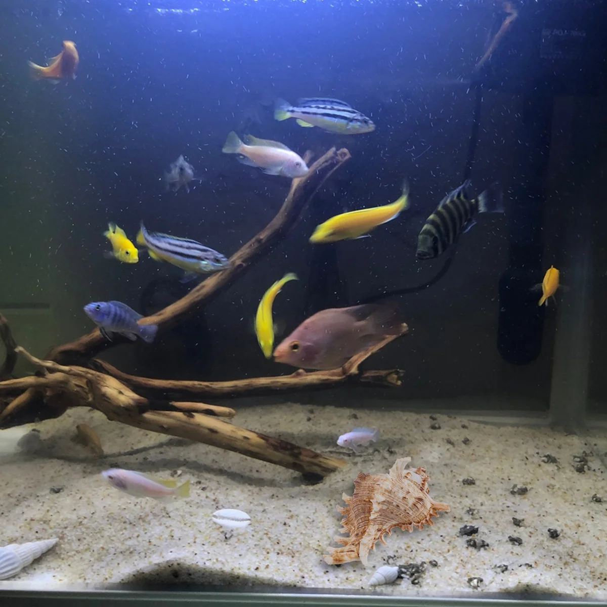 

1Pcs Natural Conch Shell Aquarium Ornament 11-12cm Fish Tank Decoration Landscape Accessories Natural Fish Environment