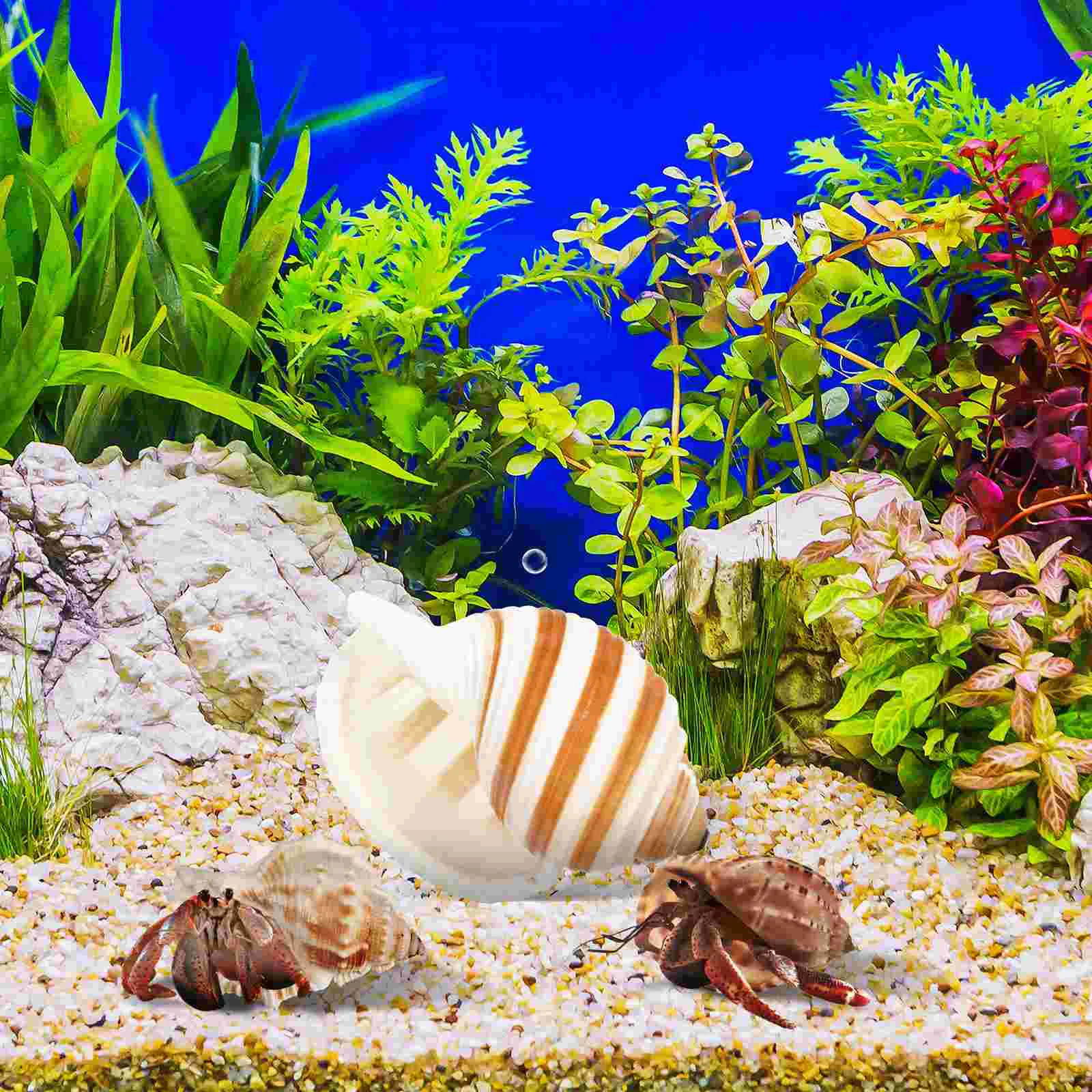 6 Pcs Sea ​​shell Conch Hermit Crab Travel Fish Tank Decor Birthday Decorations