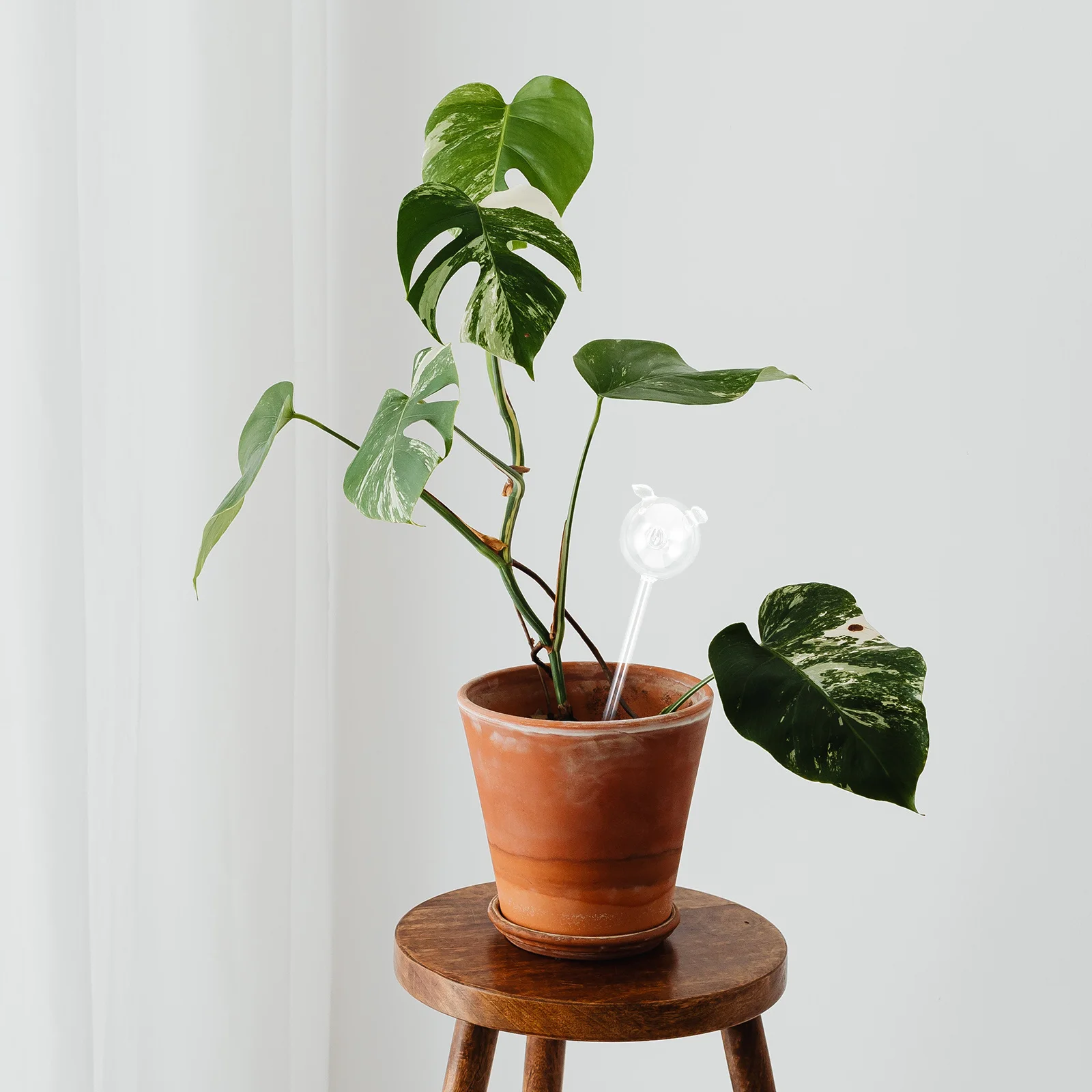 

Automatic Watering Device Glass Self-Watering Spike for Plants Garden Patio Lawn Houseplants Hanging Plants Decorative Piggy