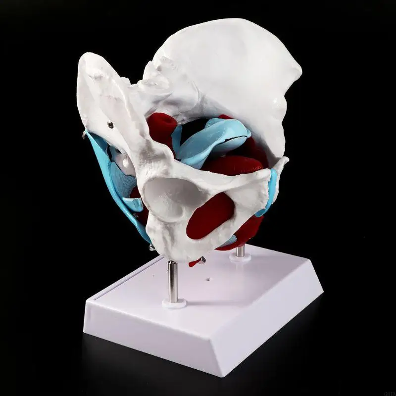 G8TA หญิงกระดูกเชิงกรานกระดูกเชิงกรานกล้ามเนื้อแบบจำลองมดลูกมดลูกรังไข่ทรัพยากรการสอนกล้ามเนื้อรังไข่ e