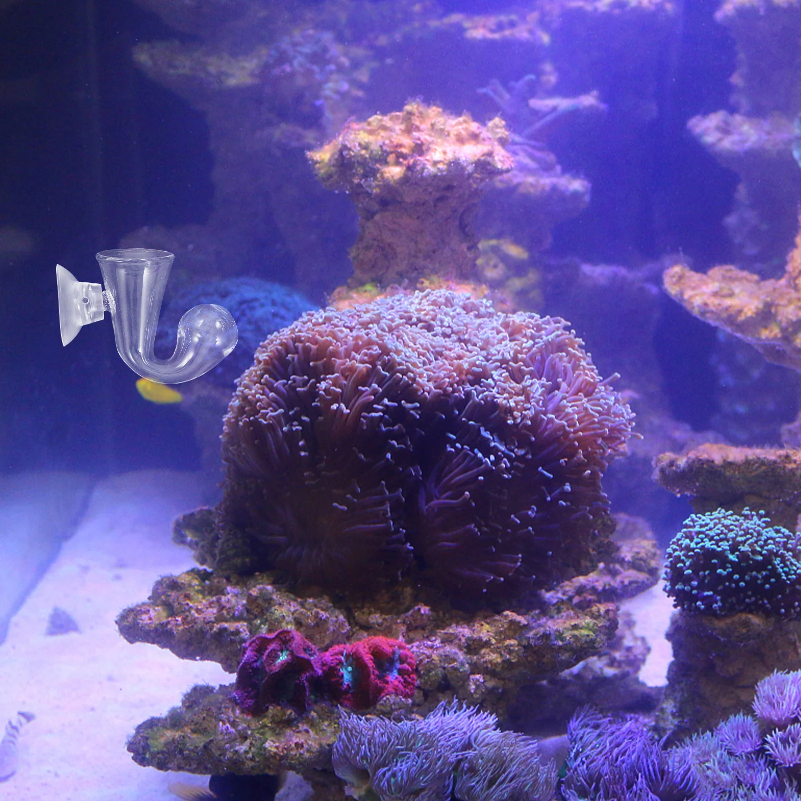 

Co2 Drop Checker for Fish Tank Real Time Monitoring Carbon Dioxide Level High Borosilicate Glass Aquarium Co2 Testing