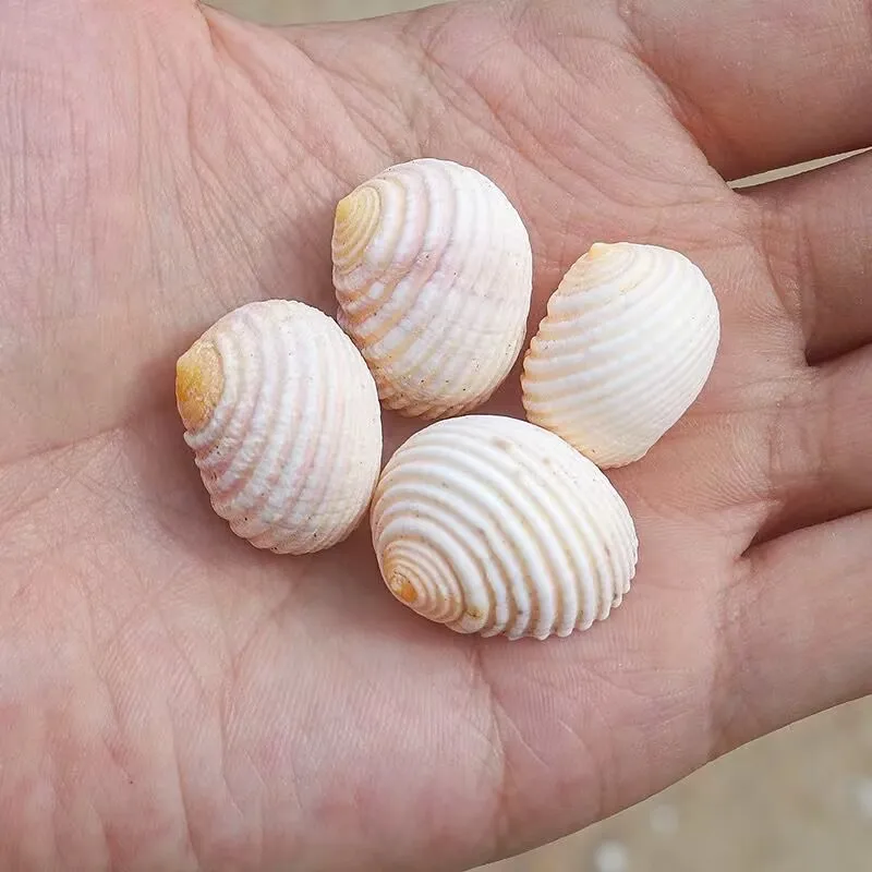 Natural Small Conch Shell White Ribbed Snail Specimen Collection Snail Hermit Crab Special Fish Tank Aquarium Landscaping