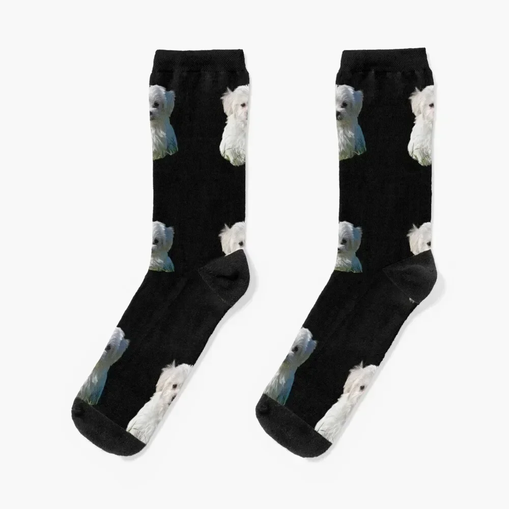 Havanese Cute Socks ankle sport Socks Men's Women's