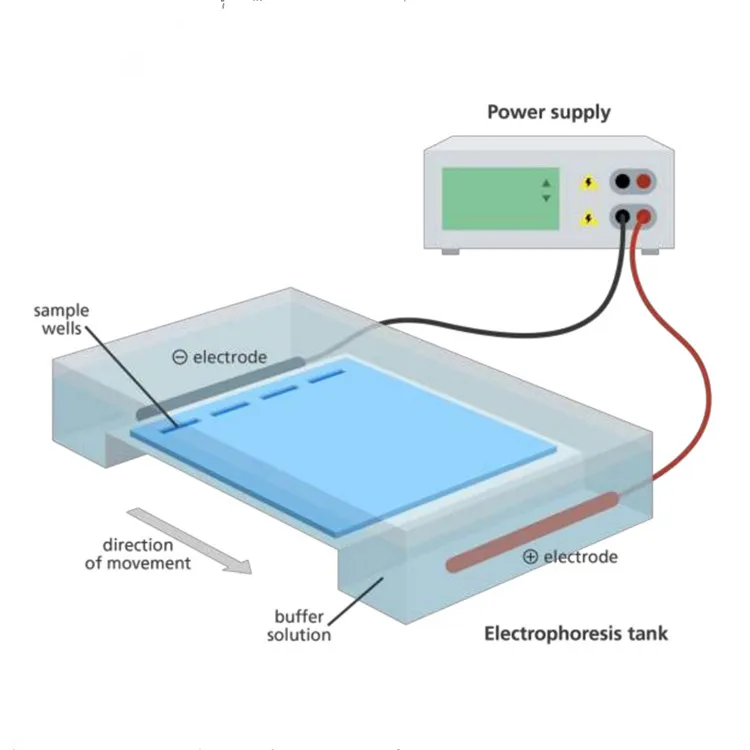 

Megel Horizontal Gel Electrophoresis Unit