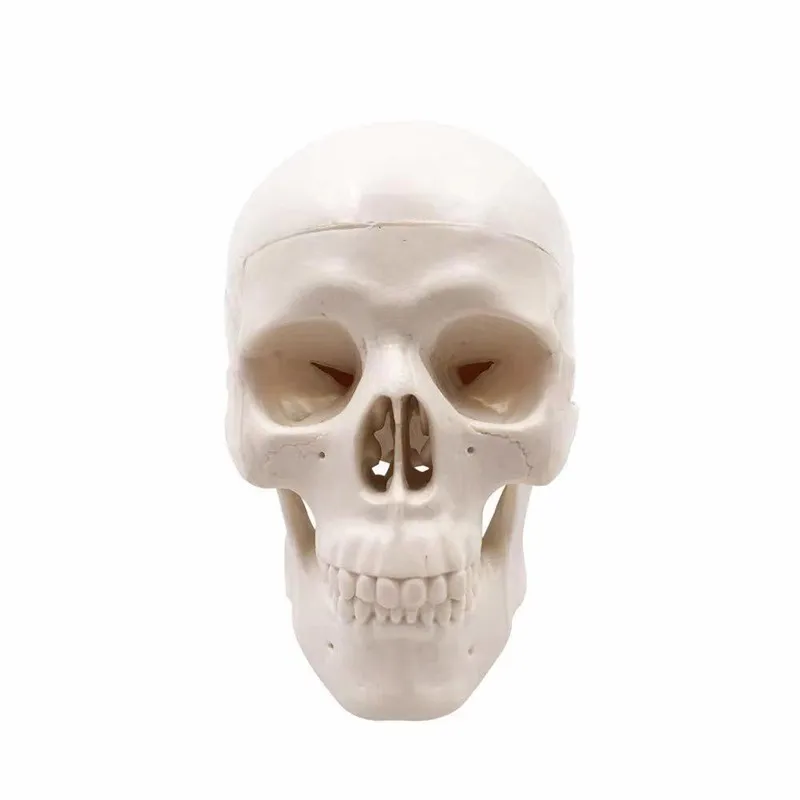 High Details Mini Human Head Skull Skeleton Model Medical Anatomy Learning skull mould