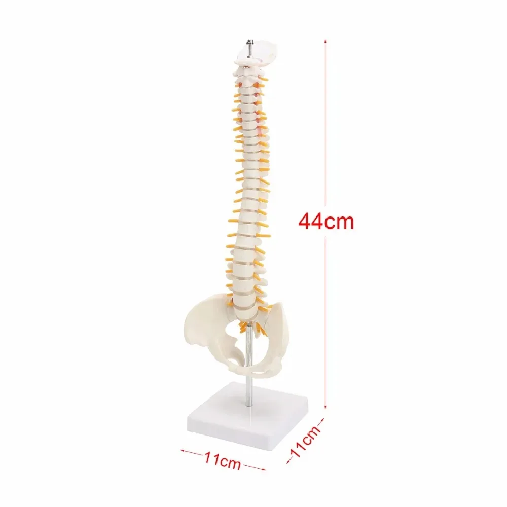 Colonne vertébrale humaine avec modules pelviens, anatomie anatomique Sophia, modèle médical, colonne vertébrale flexible, support, 45cm