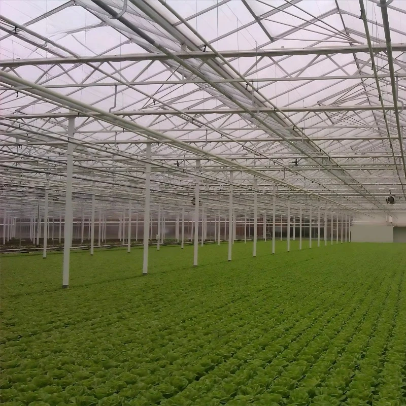 إطار فولاذي كبير للتدفيئة التجارية من Venlo، هيكل زجاجي زراعي عالي المتانة، زهور الفاكهة والخضروات #1