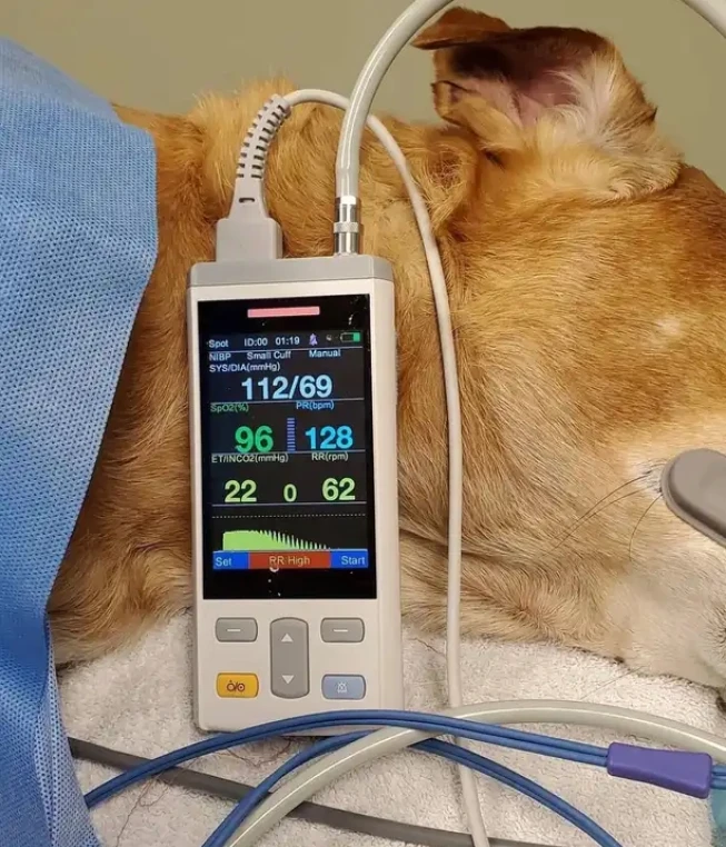 獣医用患者モニタークリニック 動物用ポータブル患者モニター バイタルサインモニター（SpO2、NIBP、体温測定機能付き）