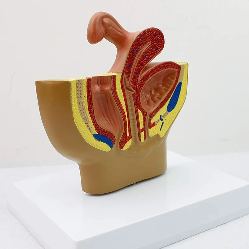 Female Pelvic Anatomical Model Medical Educational Training Aid Dropshipping