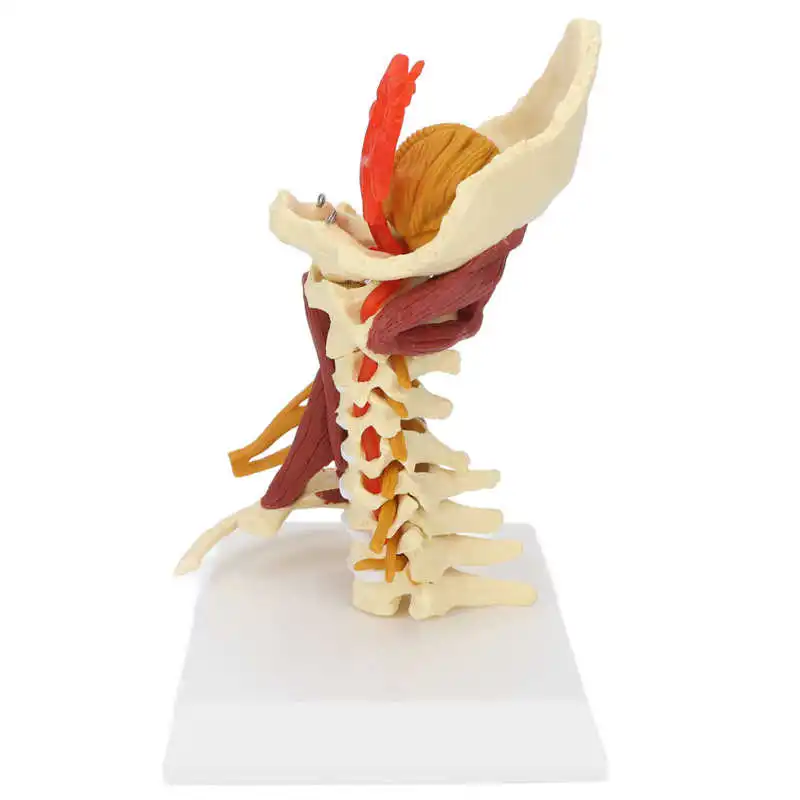 Cervical Spine Model Life Sized Spinal Model for Doctor Patient Communication for Anatomical Classroom