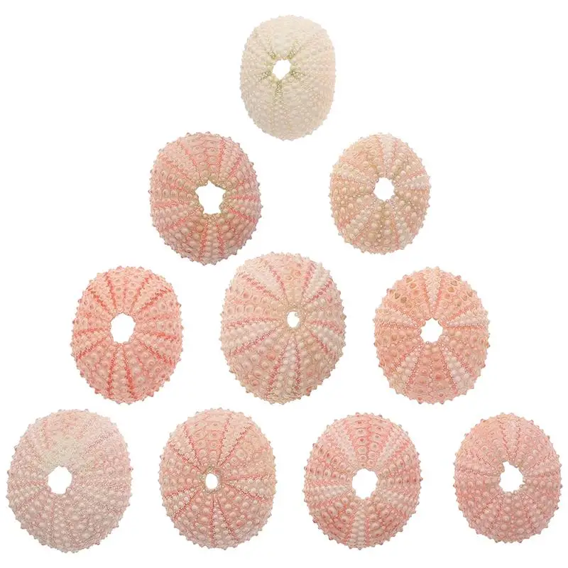 10 قطعة البحر قنفذ قذيفة قذائف الهواء بحري شاطئ القنص الزينة عصاري حوض السمك لتقوم بها بنفسك الحرف المحيط هدية (أنماط عشوائية)