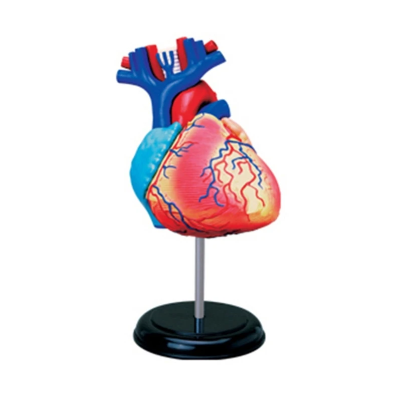 

448F Anatomical Model 2 Part Detachable Anatomy Heart Model Learning Tool