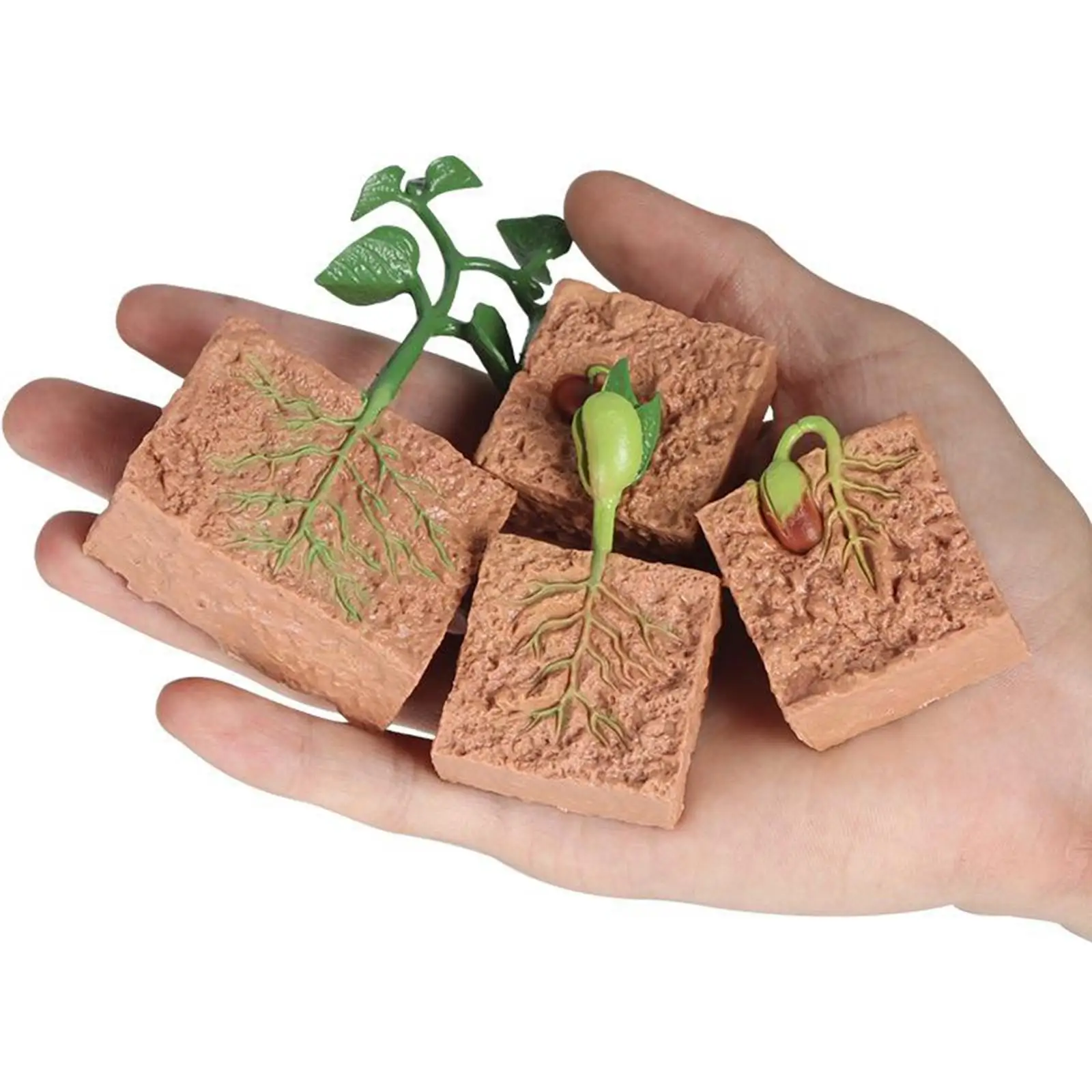 3xKids Plant Soybeans Seeds Growth Life Cycle Model Biology Toys Teaching Aids