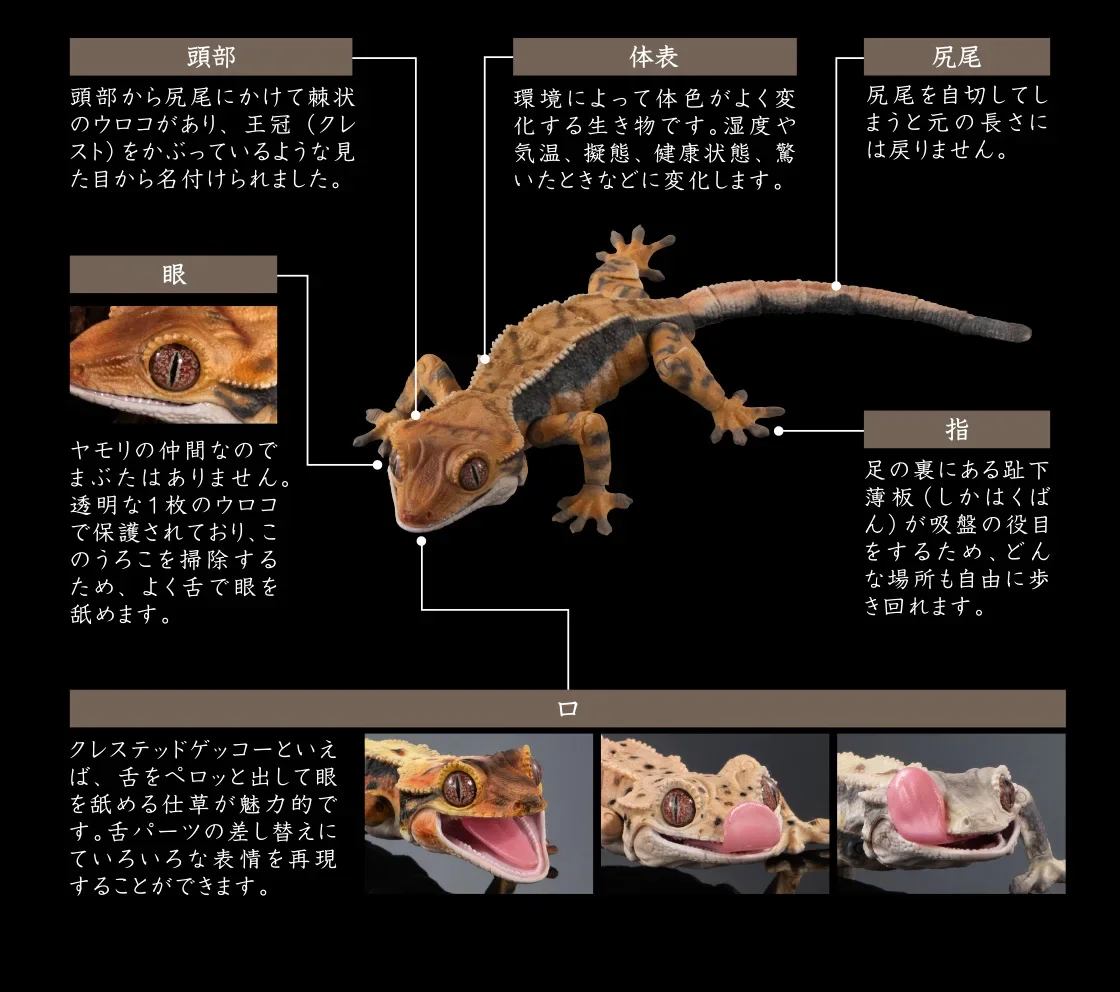 Genuine Gacha Scale Model Biological Cognitive Model Movable Chinese Crested Wall Lizard Action Figure Toys