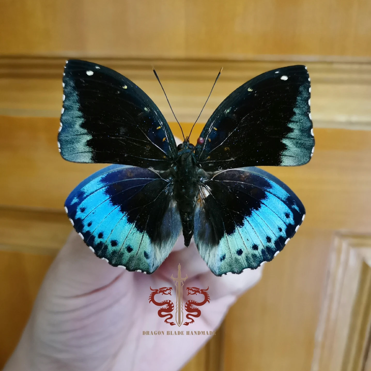 Butterfly specimen Lexias pardalis, 1pc wings spread A1/A- high quality, Decorative Display Collection Gifts