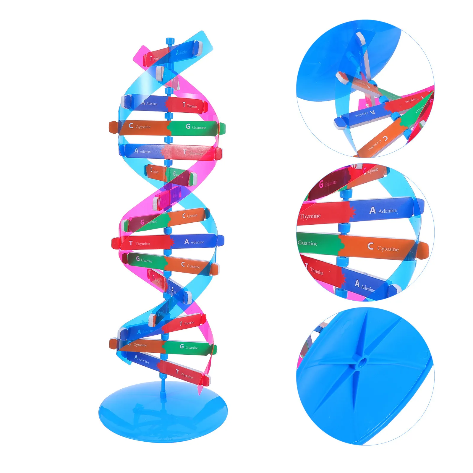 

Colorful Dna Double Helix Molecular Structure Educational Science Kit Buildable Classroom Genetics Demonstration