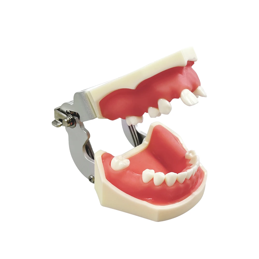 

1Pc New Dental Maxillary Sinus Lift Practice Model upper lower Missing Tooth Implant Typodont Model For Dental Teaching Training