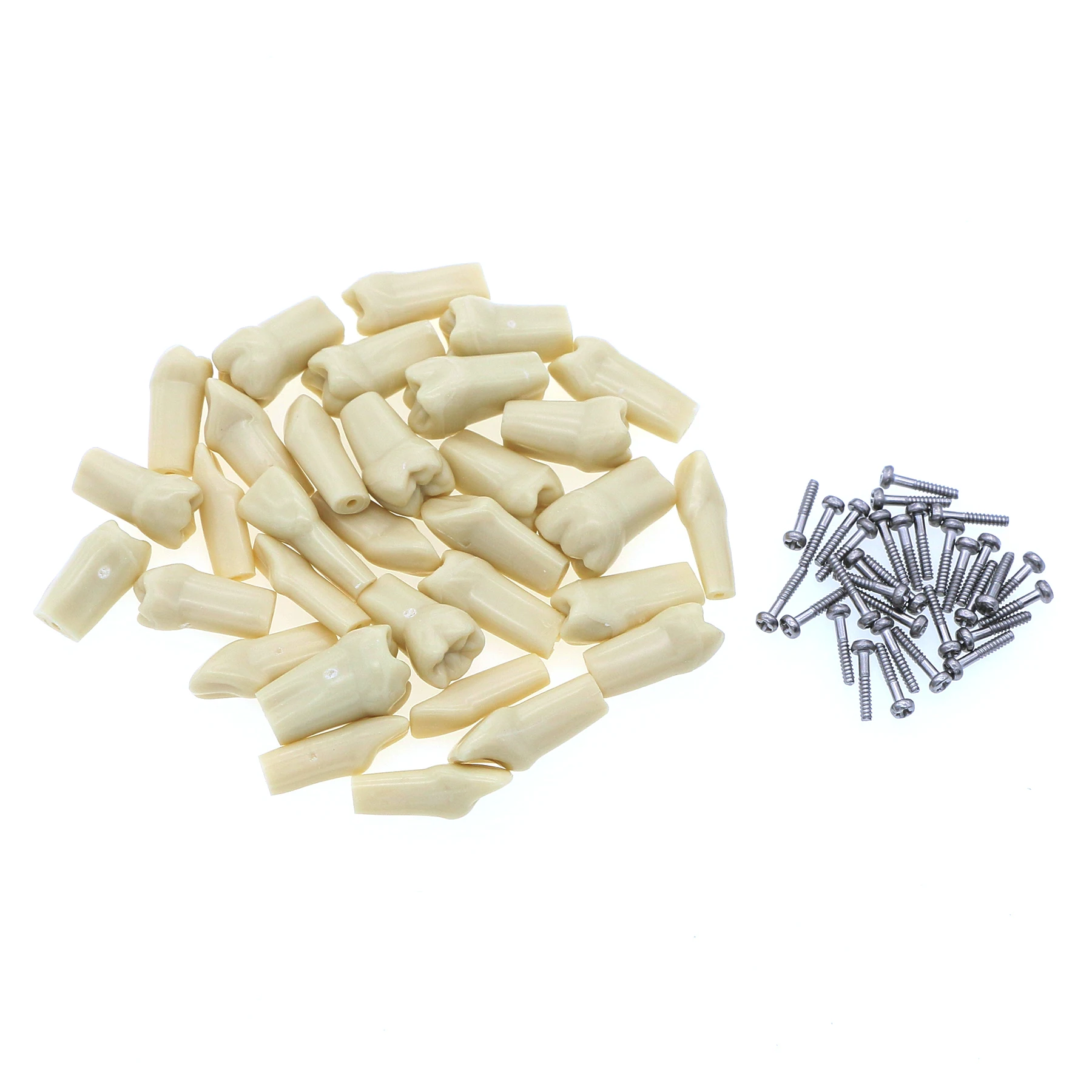 Dental Frasaco AG3 Type Restorative Typodont Model with 32 screwed-in teeth for restoration M8014-2 M8022-2