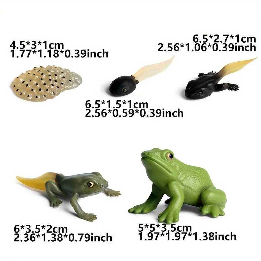 5pcs Life Cycle of Frog Figurine Set Realistic Plastic Frog Growth Stage Models Home Decor Display Collectibles Learning Aid JXB