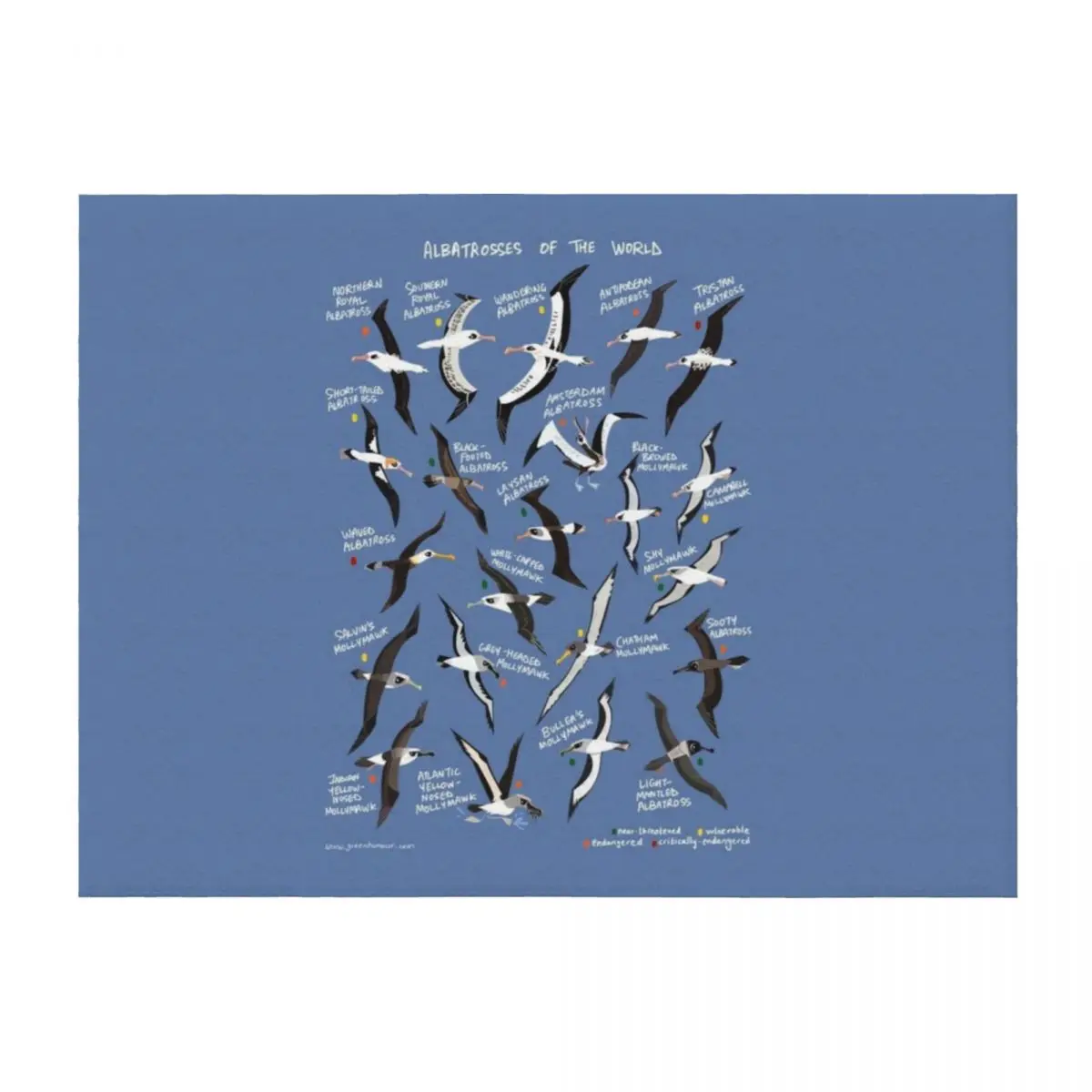 

Albatrosses of the World Throw Blanket Thins Thermals For Travel Vintage Luxury Thicken Blankets