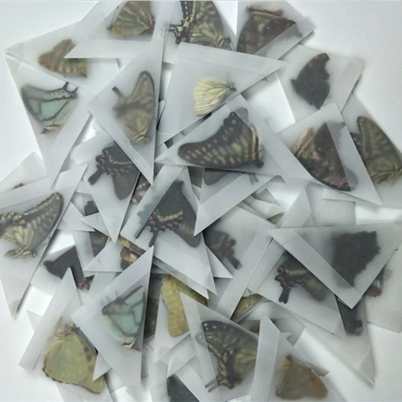 Real butterfly specimen, do not spread their wings, DIY practice, production materials, etc.