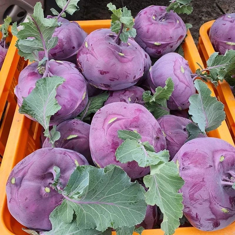 Ensalada de calamar en conserva Kolabi de Jeju, sabor a frutas y alta dulzura, 1Kg/3Kg/5Kg